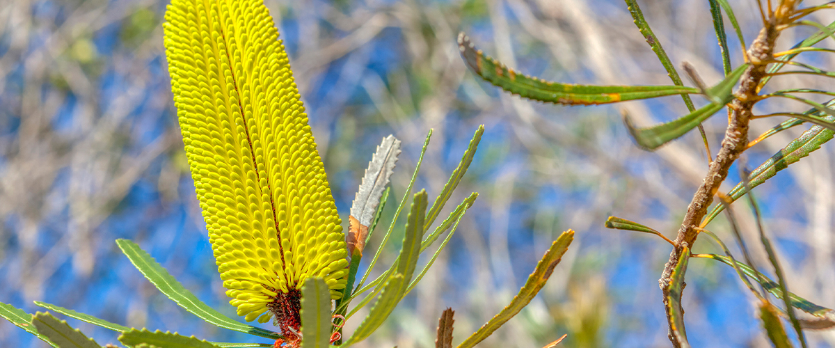 Land and House & Land Packages For Sale near Piara Waters